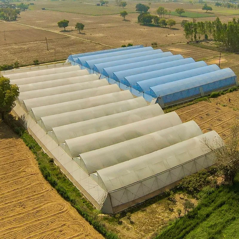 Customised polyhouse design — Agriplast tailored greenhouse solutions