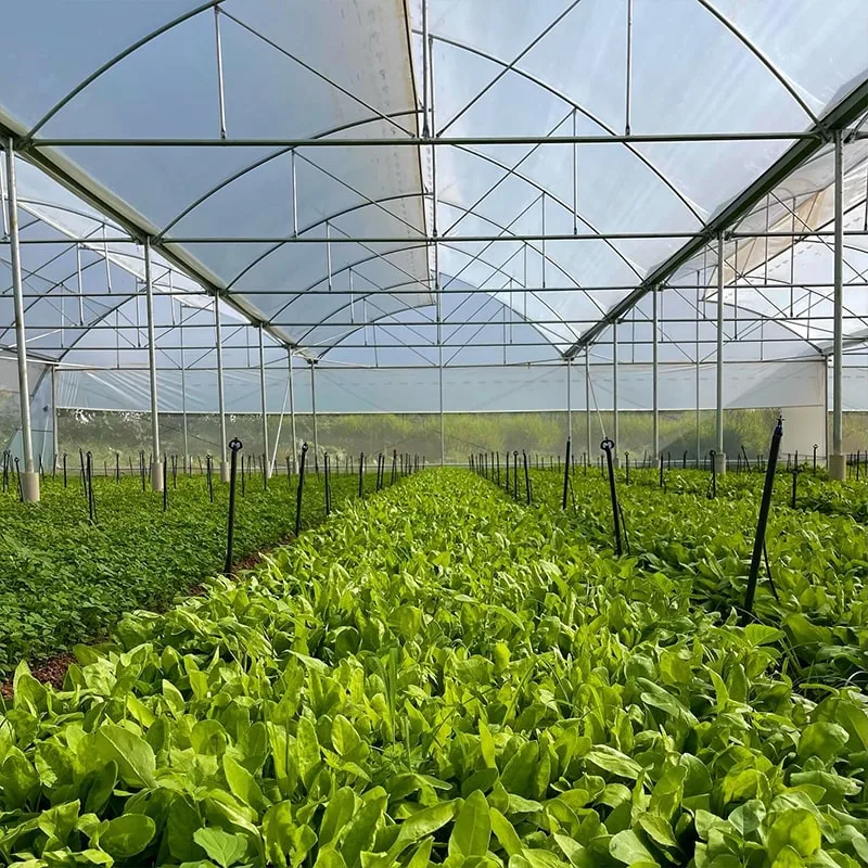 Gothic arch polyhouse — Agriplast greenhouse design for India