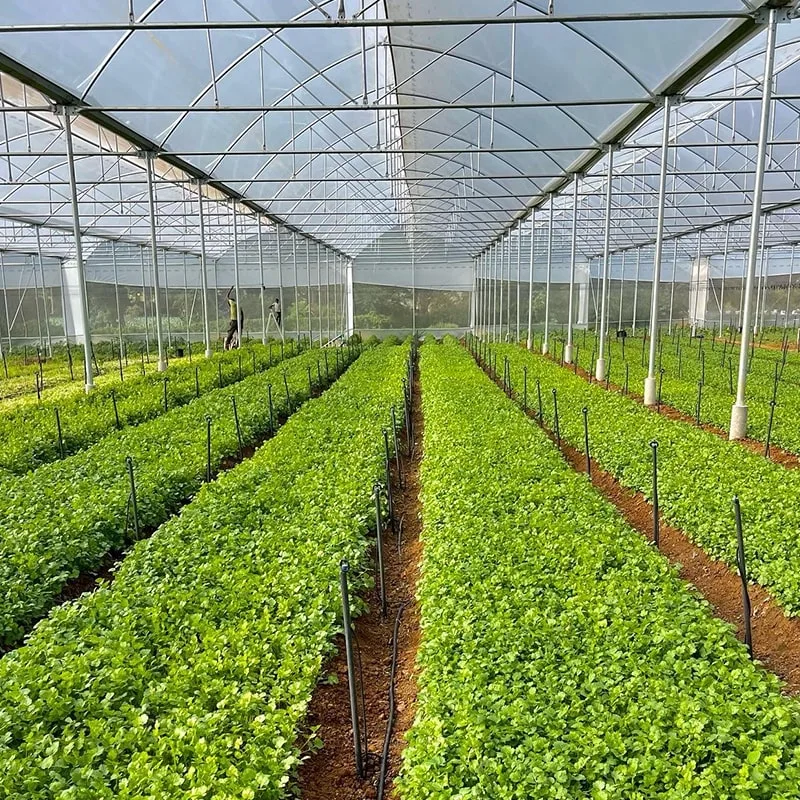 Tropical polyhouse design — Agriplast greenhouse for hot humid climates