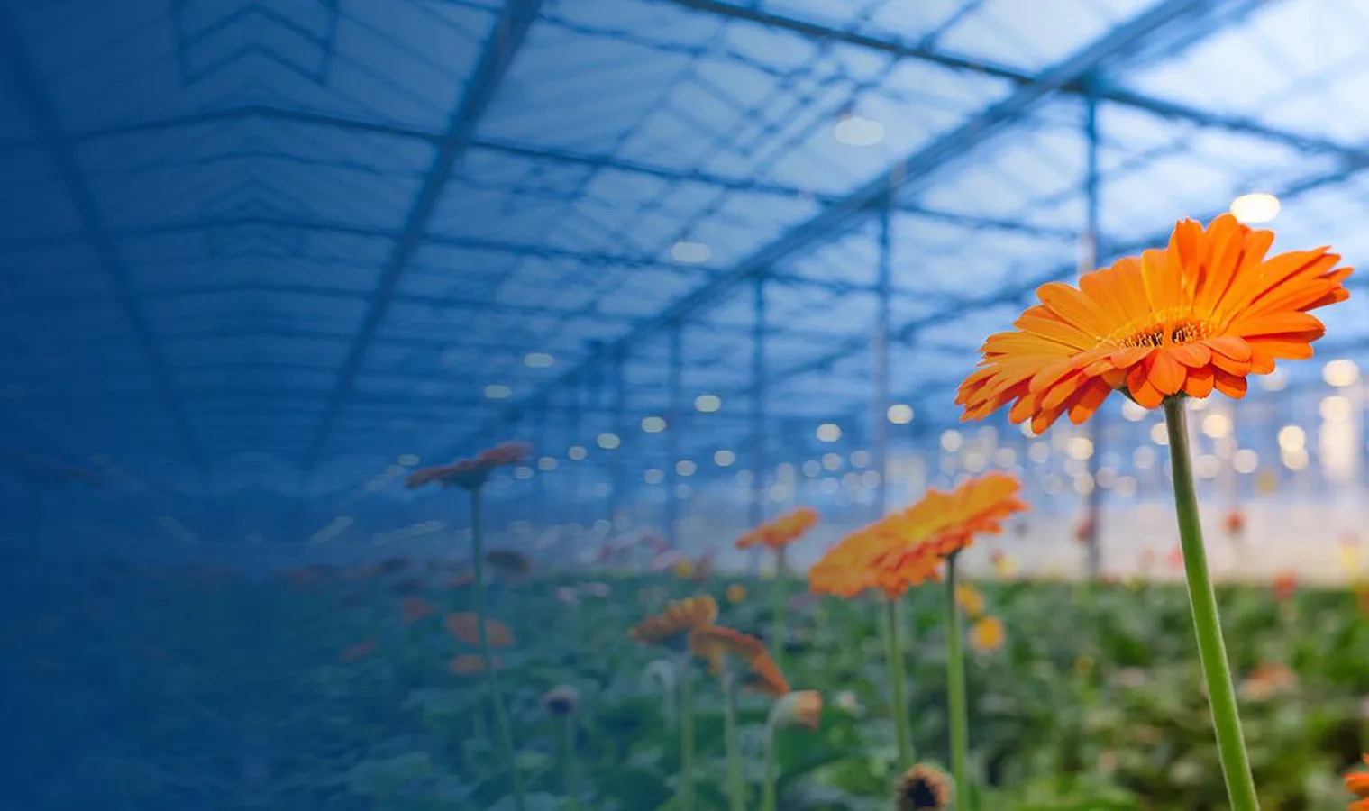 Agriplast corporate client greenhouse farming project across India