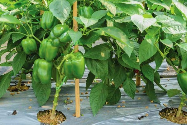 capsicum, polyhouse, agriplast protected cultivation, greenhouse farming, polyhouse cultivation, agriplast solutions, protected agriculture, polyhouse farming, agriplast greenhouse, sustainable farming, modern agriculture techniques, climate-controlled farming, agriplast innovations