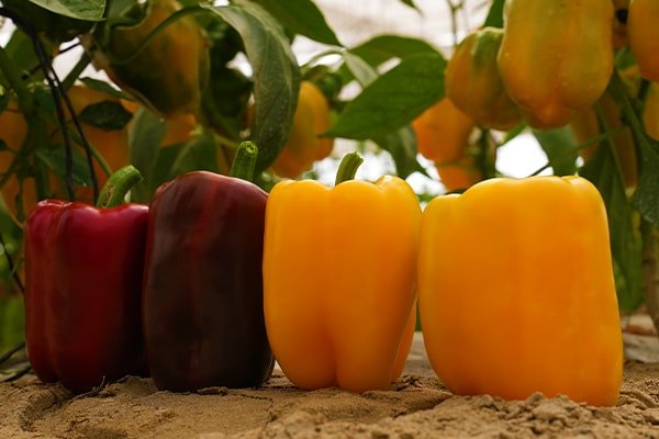 colored-capsicum, polyhouse, agriplast protected cultivation, greenhouse farming, polyhouse cultivation, agriplast solutions, protected agriculture, polyhouse farming, agriplast greenhouse, sustainable farming, modern agriculture techniques, climate-controlled farming, agriplast innovations