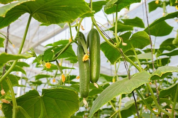 cucumber, polyhouse, agriplast protected cultivation, greenhouse farming, polyhouse cultivation, agriplast solutions, protected agriculture, polyhouse farming, agriplast greenhouse, sustainable farming, modern agriculture techniques, climate-controlled farming, agriplast innovations