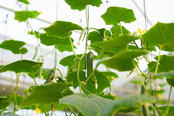 cucumber, polyhouse, agriplast protected cultivation, greenhouse farming, polyhouse cultivation, agriplast solutions, protected agriculture, polyhouse farming, agriplast greenhouse, sustainable farming, modern agriculture techniques, climate-controlled farming, agriplast innovations
