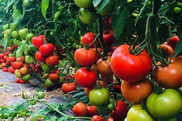 tomato, polyhouse, agriplast protected cultivation, greenhouse farming, polyhouse cultivation, agriplast solutions, protected agriculture, polyhouse farming, agriplast greenhouse, sustainable farming, modern agriculture techniques, climate-controlled farming, agriplast innovations