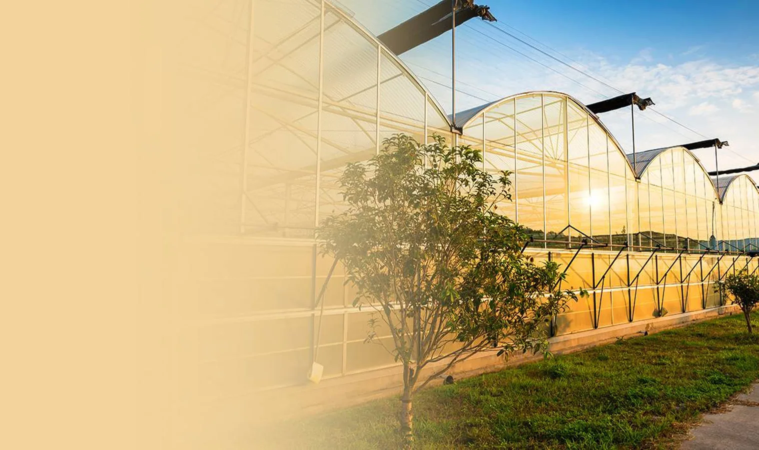 Farmer with Agriplast polyhouse — high-yield protected cultivation