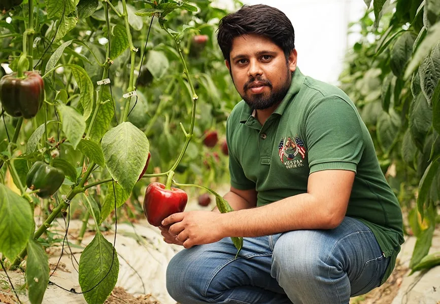 capsicum, polyhouse, agriplast protected cultivation, greenhouse farming, polyhouse cultivation, agriplast solutions, protected agriculture, polyhouse farming, agriplast greenhouse, sustainable farming, modern agriculture techniques, climate-controlled farming, agriplast innovations