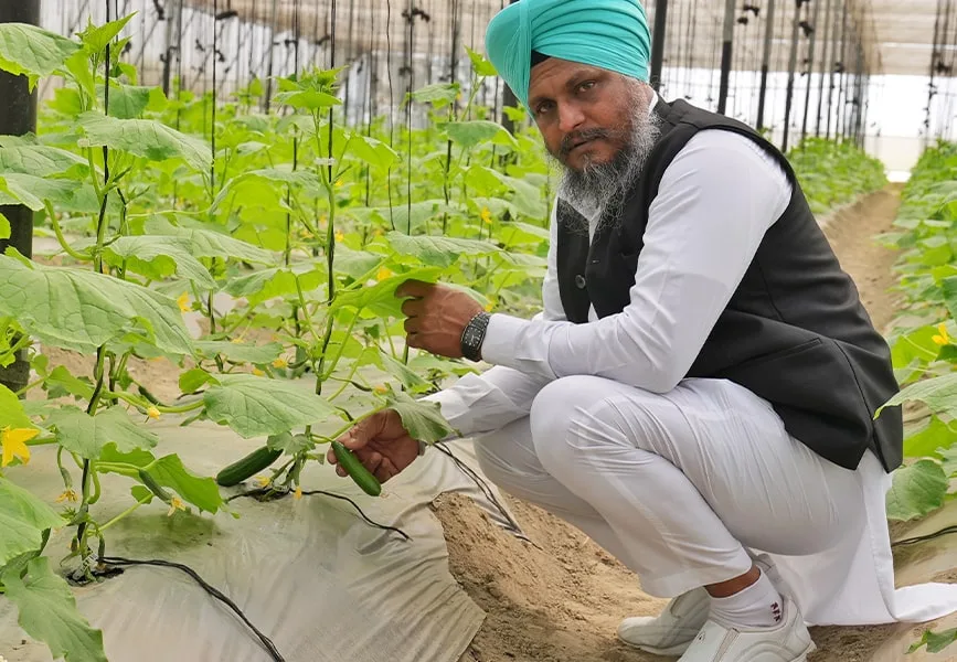 capsicum, polyhouse, agriplast protected cultivation, greenhouse farming, polyhouse cultivation, agriplast solutions, protected agriculture, polyhouse farming, agriplast greenhouse, sustainable farming, modern agriculture techniques, climate-controlled farming, agriplast innovations