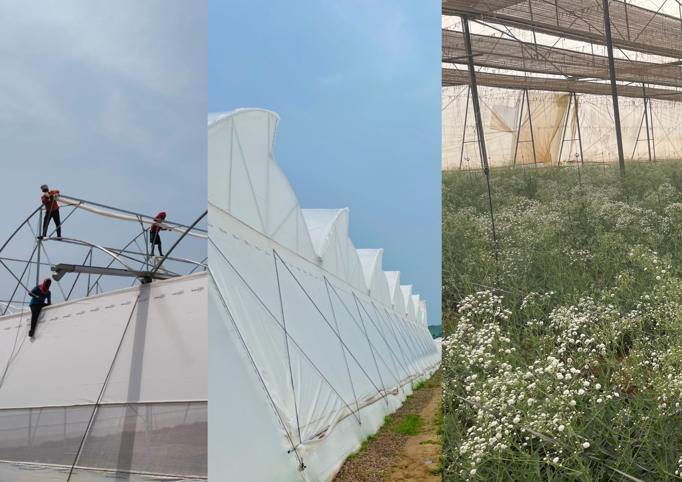 How to Choose the Right Greenhouse Engineering Partner for Your Project