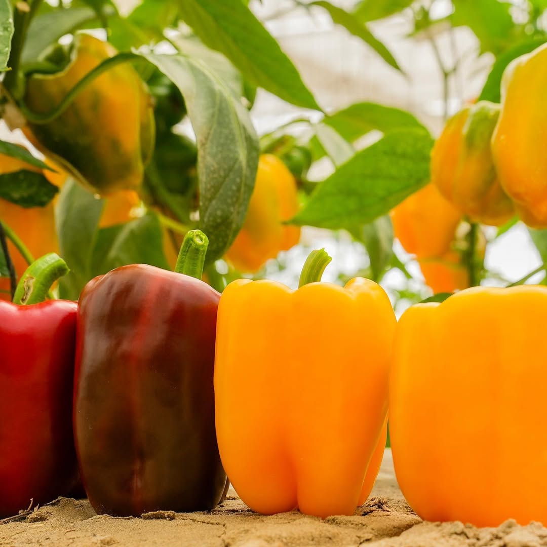 How Does Polyhouse Farming Help in Off-Season Production?